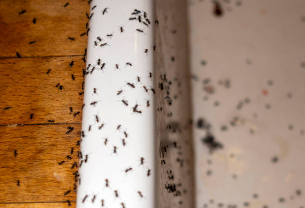 Best Exterminator Services  in Arnold, MO